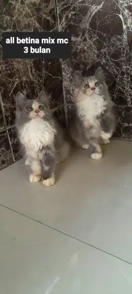 Kitten mix MC betina 3 bulan caliko dilud betina