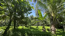 Di jual tanah kebun produktif berada di ketinggian 350 MDPL
