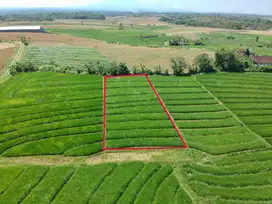 Tanah zona pariwisata dekat pantai cocok untuk villa
