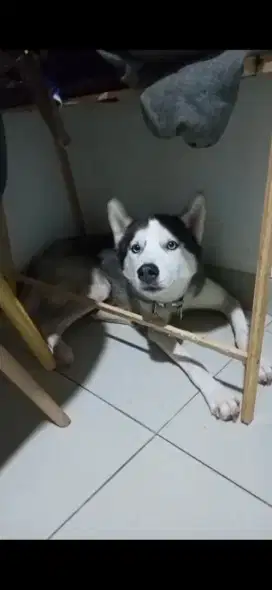 Jual husky betina siap kawin