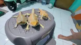 Bearded Dragon Sehat