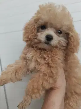 Toy poodle puppies