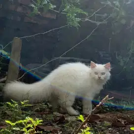 Persia Longhair Putih