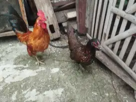 Ayam kate remaja sepasang siap produksi