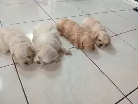 Anjing maltipoo