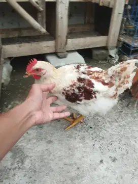 Ayam negeri jantan  remaja