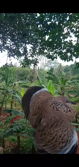 Jual tekukur kuk 2 hasil pikat lokasi Depok sawagan