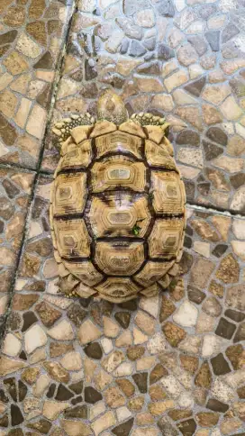 3 Ekor Sulcata (1thinline)