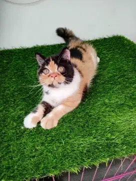 Kitten peaknose flatnose