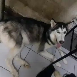 siberian husky betina dewasa