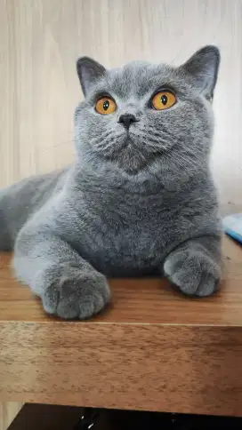 Kucing British Shorthair (BSH) PED ICA