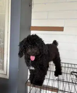 Poodle jantan stb