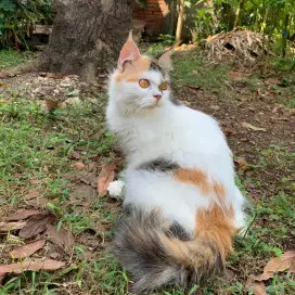 LA Calico Betina
