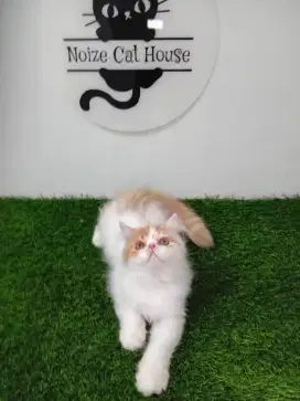 Kitten peaknose gembul