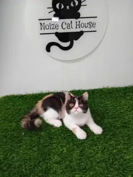 Kitten peaknose X exotic
