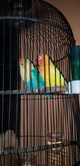 Lovebird NSL Ino mm x Bio PB Turqois FULL SET