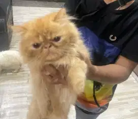 Kitten jantan Peaknose umur 3 bulan.