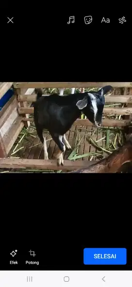 Kambing kacang jantan istimewa