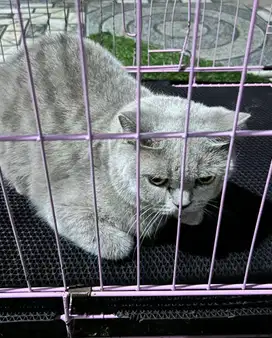 Kucing bsh british short hair betina british shorthair