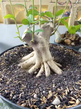 Bahan bonsai anting putri prokar