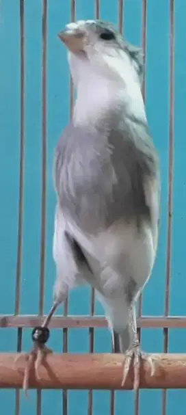 BURUNG KENARI VANDA JAMBUL METRIS CAKEP GACOR GAYA NENGNONG