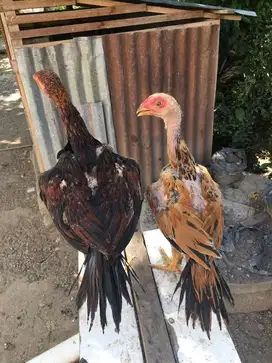 Anakan ekor lidi madura