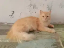 Jual cepat Kucing persia betina