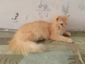 Kucing persia longhair betina
