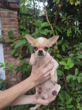 Chihuahua jantan murmer