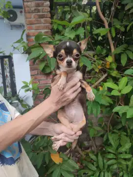 Chihuahua jantan muraaahh