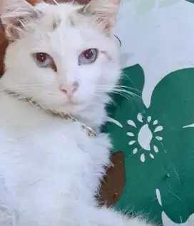 Lepas Adop ganti pangan aja