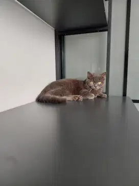 LA Kucing Persia