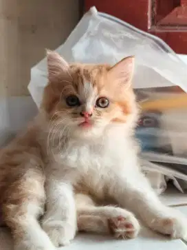 Kitten Persia longhair