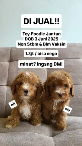 Toy Poodle Anakan Baby