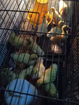 Anakan minti jumbo 15 ekor umur sekitar 2 minggu