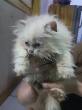 kucing persia medium