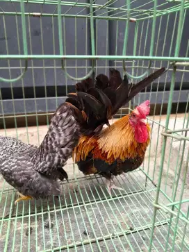Ayam  kate ceper