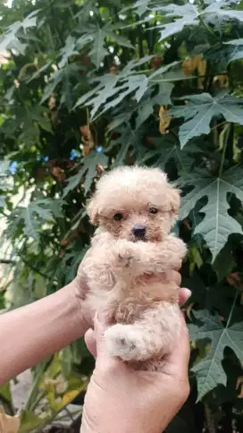 tiny toy poodle pure breed non stb