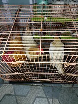 Jual ayam hias (ayam kt) beserta kandang