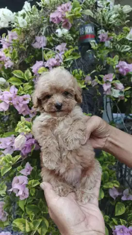 toy poodle pure breed non stb