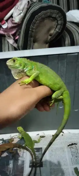 Iguana green columb prediksi jantan,,