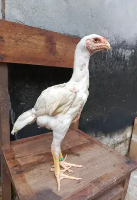 Shamo Eropa ori super