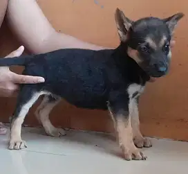 Anjing German sherped