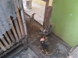 Jual ayam bangkok