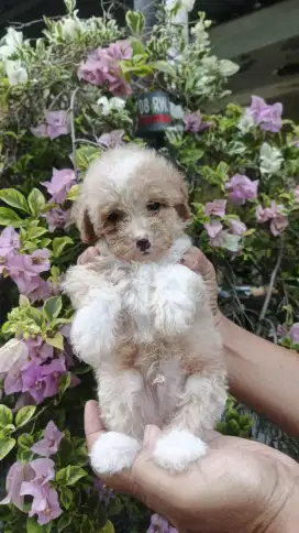 toy poodle pure breeds non stb