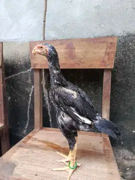 Shamo Eropa ori