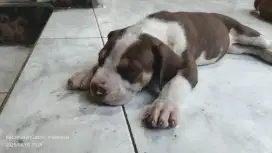 puppies american pitbull terrier pure breeds non stb
