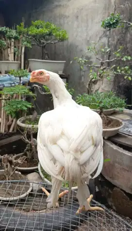 Aseel parrot ori