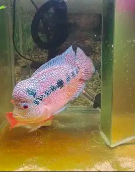 ikan louhan cencu 20cm+ calon indukan