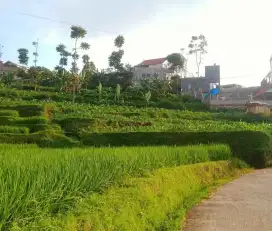 TANAH VIEW BAGUS AREA WISATA PUNTANG CIMAUNG